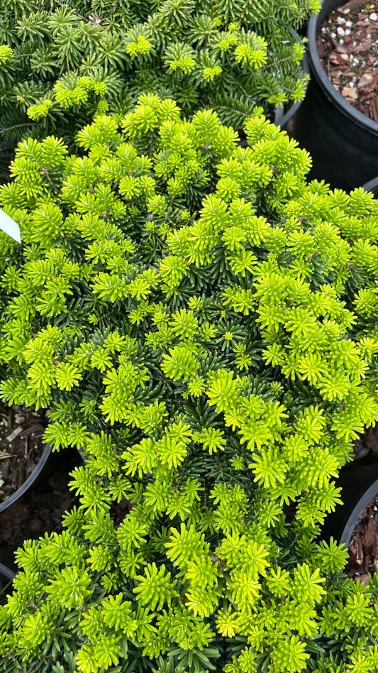 Cis Dwarf Korean Fir Abies Koreana, Slow Growing Compact Evergreen Conifer - Live Plant