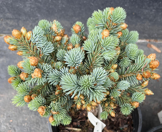 Blue Pearl Rare Dwarf Colorado Blue Spruce, Miniature Collector Conifer - Live Plant