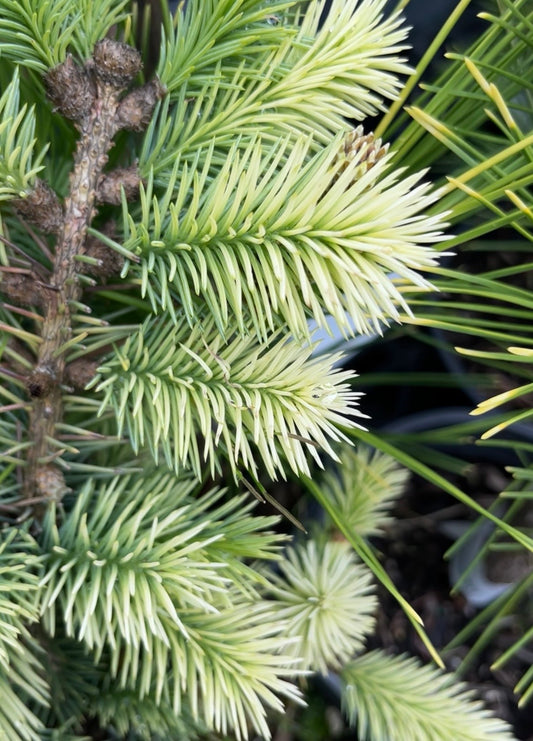 Gebelle's Golden Spring Picea Pungens, Rare Golden New Growth Blue Spruce - Live Plant