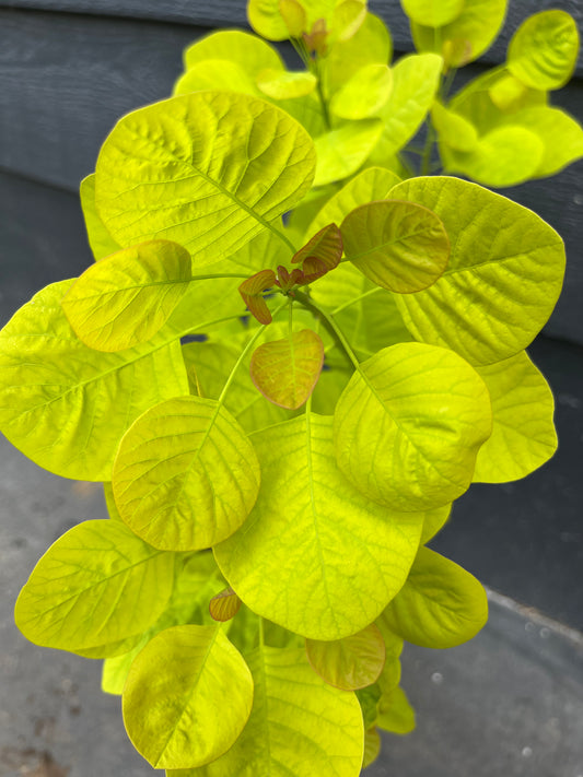 Ancot Golden Spirit Cotinus Coggygria Golden Smoke Bush Tree - Live Plant