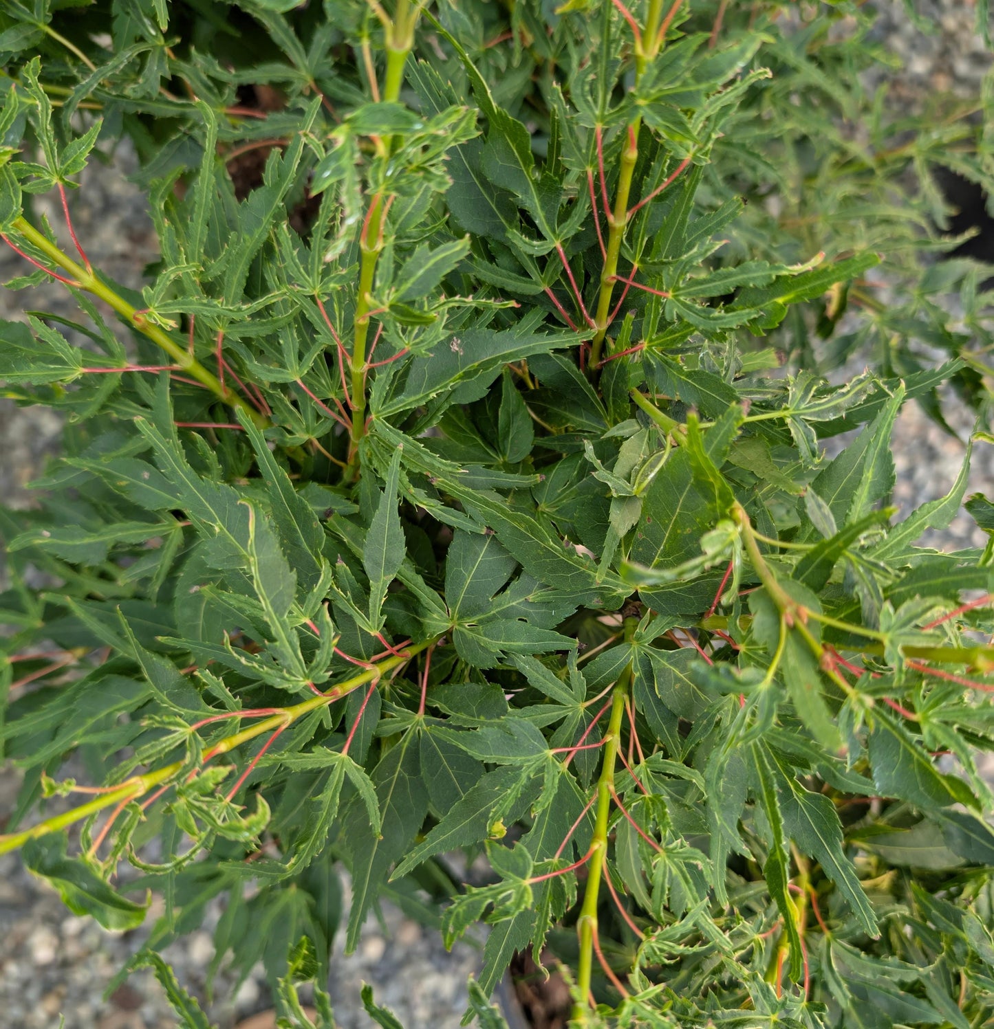 Catalina Yatsubusa Japanese Maple, Dwarf Variegated Mikawa Cultivar - Live Plant