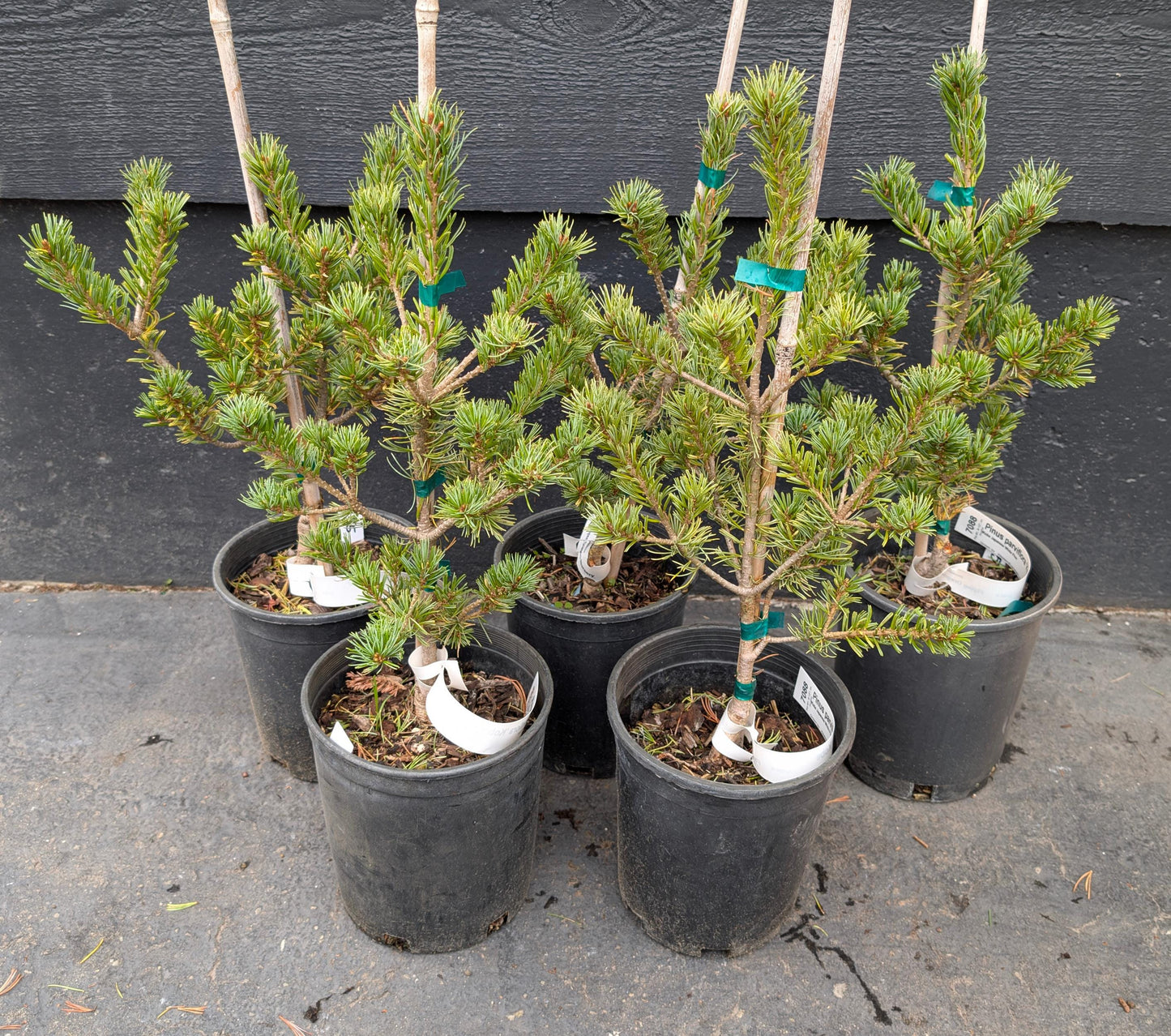 Kobe Dwarf Japanese White Pine, Rare Bonsai Starter Tree - Live Plant