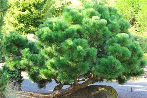 Thunderhead Japanese Black Pine, Pinus Thunbergii, Dwarf Evergreen Conifer - Live Plant