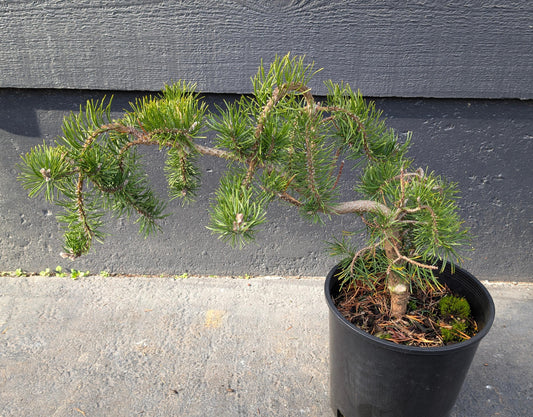 Uncle Fogy Rare Twisting Jack Pine, Pinus Banksiana Unique Weeping Conifer - Live Plant
