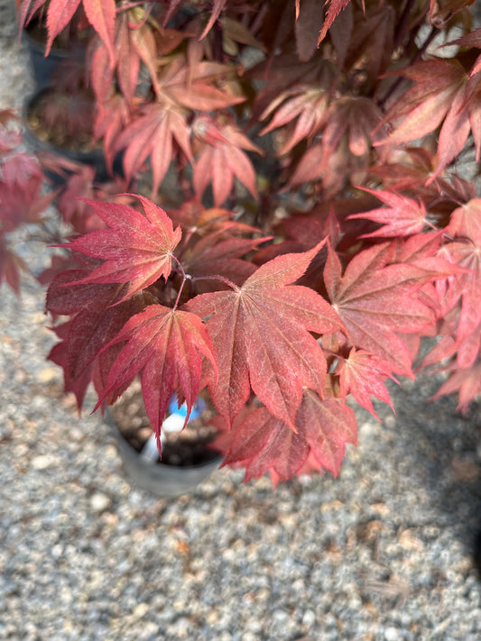 Ruslyn In The Pink Japanese Maple, Dwarf Compact Ornamental Acer Palmatum - Live Plant