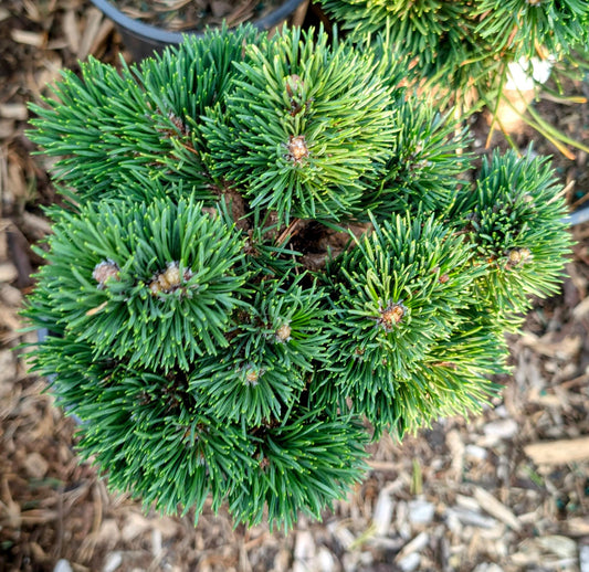 Jakobsen Dwarf Mugo Pine, Pre-Bonsai Starter Tree, Cold Hardy - Live Plant