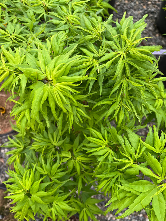 Catalina Yatsubusa Japanese Maple, Dwarf Variegated Mikawa Cultivar - Live Plant
