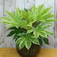 Variegated Spiders Web Fatsia Japonica, Rare Japanese Aralia Shrub - Live Plant