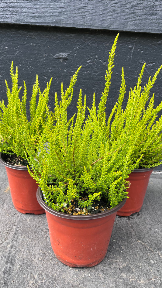 Zeta Golden Scotch Heather, Calluna Vulgaris Evergreen Shrub - Live Plant