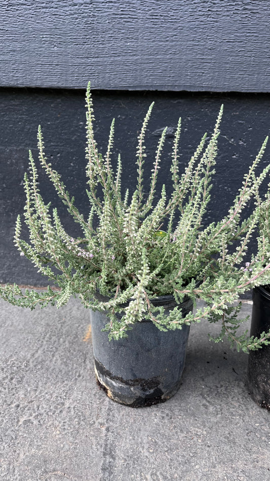 Silver Knight Heather, Lavender Blooms, Hardy Evergreen Shrub - Live Plant