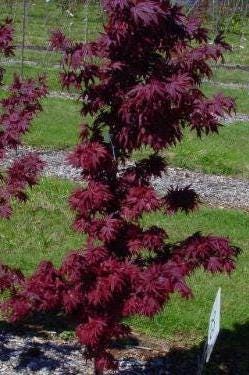 Pixie Japanese Maple, Dwarf Compact Red Acer Palmatum - Live Plant