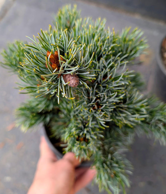 Kinpo Rare Dwarf Japanese White Pine, Pre Bonsai Starter Tree - Live Plant
