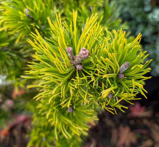 Starkl Rare Golden Mugo Pine, Dwarf Compact Evergreen - Live Plant
