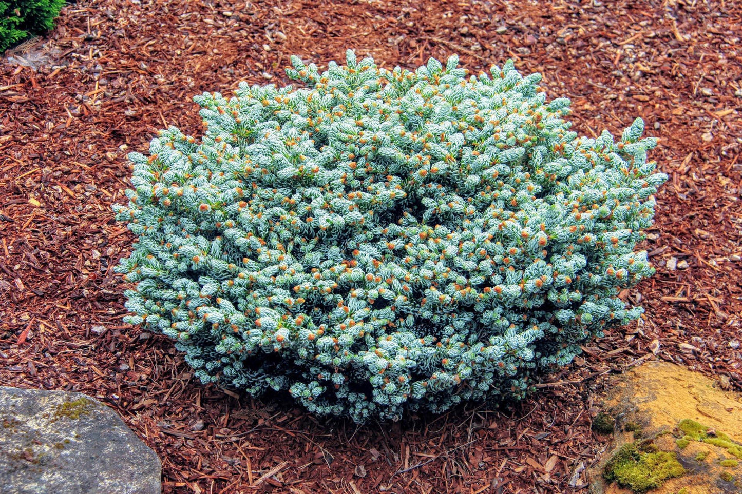 Kohout's Ice Breaker Korean Fir, Dwarf Evergreen Conifer, Collector Tree - Live Plant