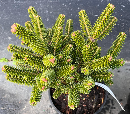 Alpine Star Korean Fir, Miniature Abies Koreana Rare Evergreen Conifer - Live Plant