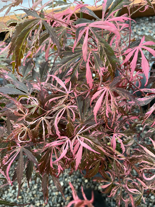 Lileeanne's Jewel Japanese Maple, Rare Variegated Acer Palmatum - Live Plant
