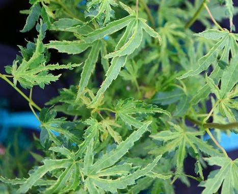 Dr. Seuss Variegated Japanese Maple, Rare Dwarf Acer Palmatum Tree - Live Plant