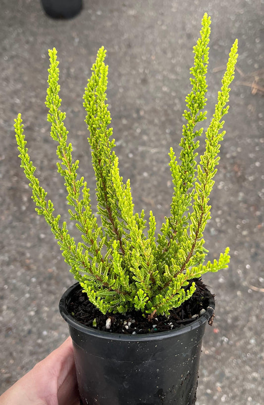 Zeta Golden Scotch Heather, Calluna Vulgaris Evergreen Shrub - Live Plant