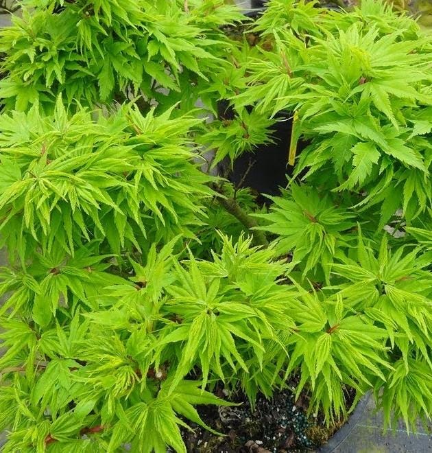 Tattoo Japanese Maple, Rare Dwarf Acer Palmatum Mikawa Type, Collector Tree - Live Plant