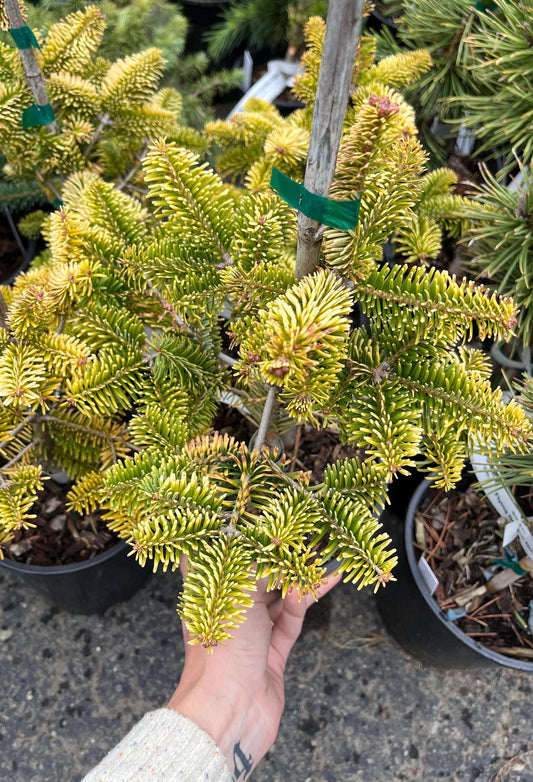 Golden Spreader Nordmann Fir, Low Spreading Dwarf Golden Conifer - Live Plant