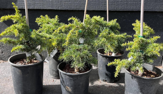 Hillier's HB Dwarf Atlas Cedar, Bonsai Starter, Rock Garden Tree - Live Plant