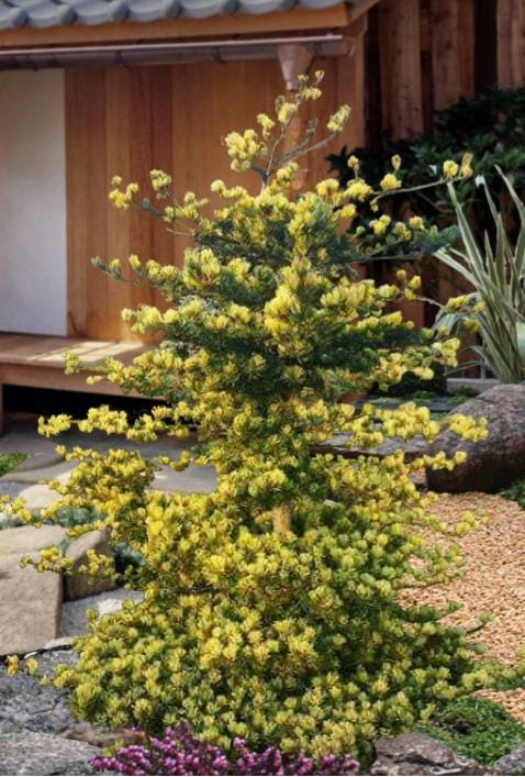 Fukai Japanese White Pine Rare Variegated Dwarf Conifer Tree - Live Plant