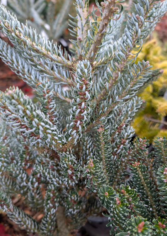 Horstmann's Silberlocke Korean Fir, Upright Silver-White Conifer Purple Cones - Live Plant