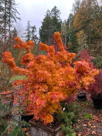 Mikawa Yatsubusa Japanese Maple Tree, Dwarf Acer Palmatum - Live Plant