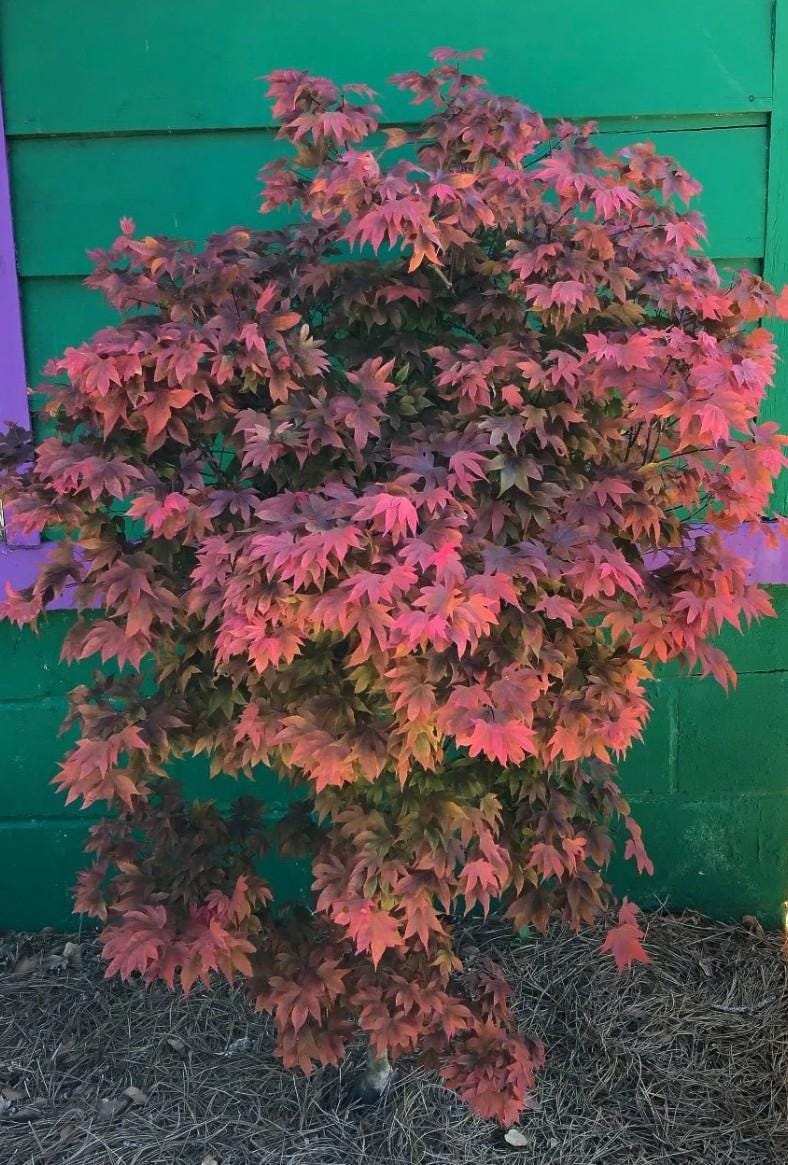 Ruslyn In The Pink Japanese Maple, Dwarf Compact Ornamental Acer Palmatum - Live Plant