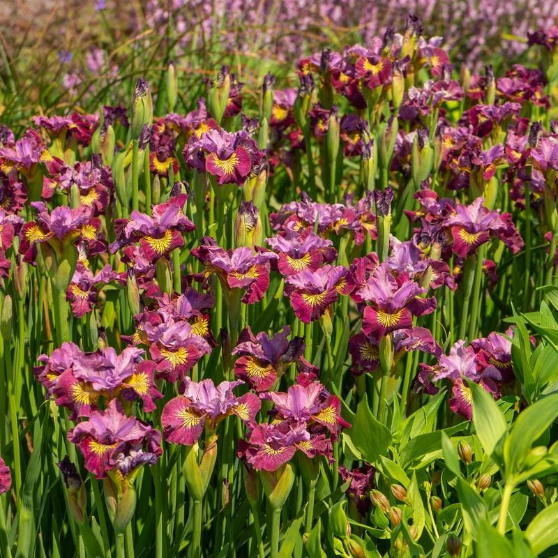 Miss Apple Siberian Iris, Magenta-Purple Award Winning Perennial - Live Plant