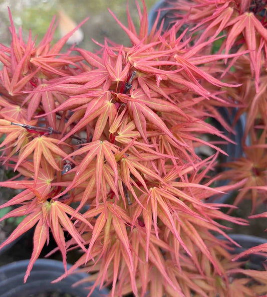 Red Mikawa RARE Japanese Maple, Mikawa Family Collection GRAFTED - Live Plant