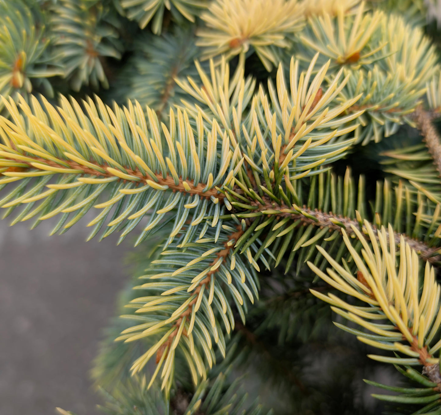 Walnut Glen Colorado Blue Spruce, Golden Dwarf Collector Conifer - Live Plant