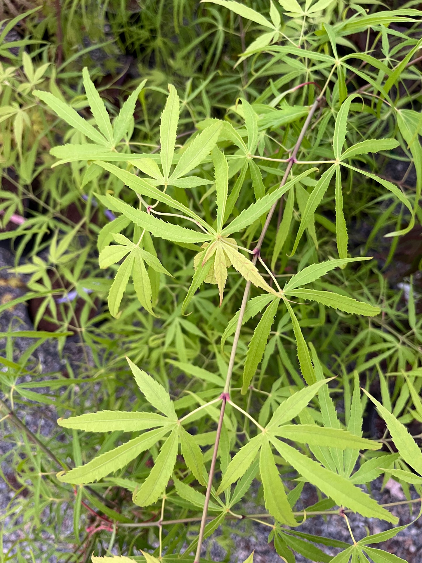 Yellow Threads Japanese Maple, Rare New Buchholz Cultivar Strap-Leaf - Live Plant
