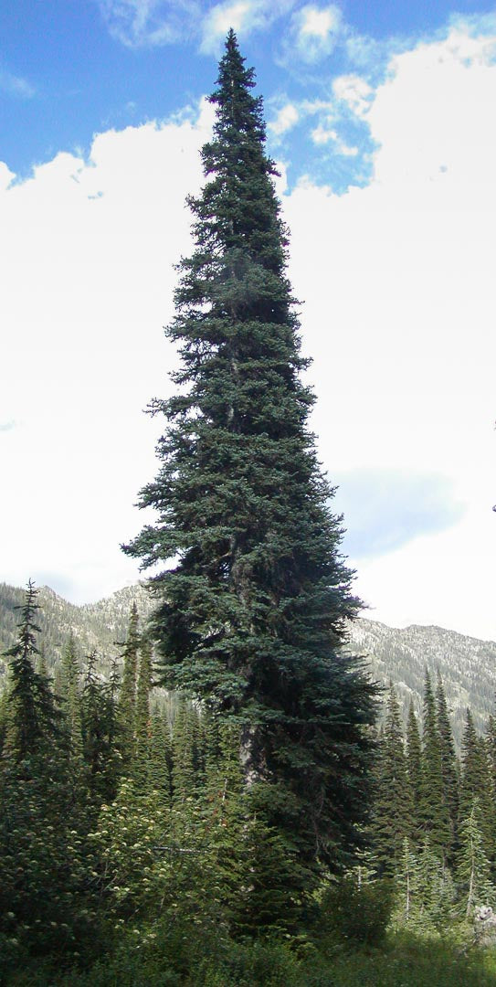 Subalpine Fir Non-Grafted Abies Lasiocarpa Conifer Bonsai Starter Tree - Live Plant