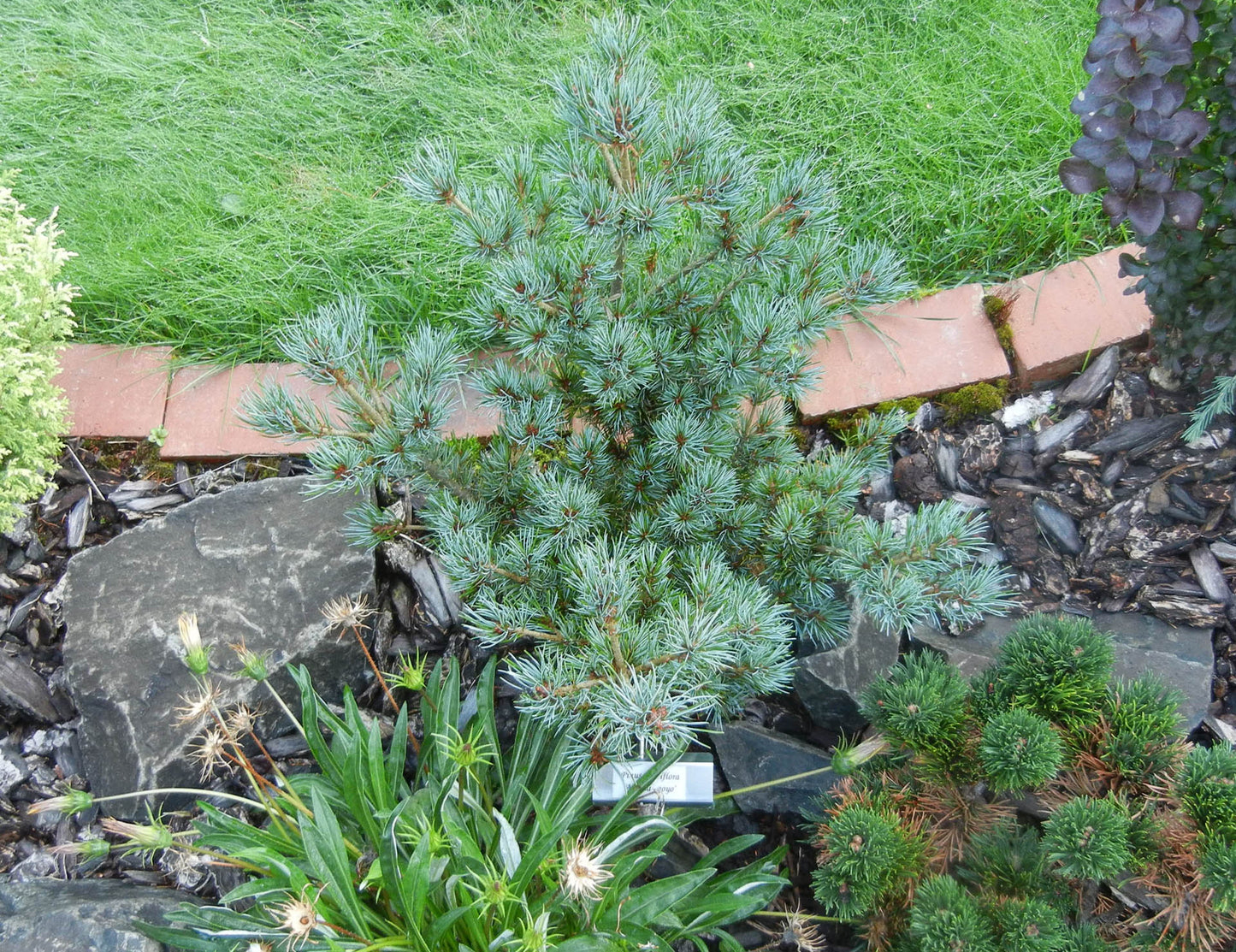 Azuma Goyo Rare Japanese White Pine, Dwarf Conifer Pre-Bonsai - Live Plant
