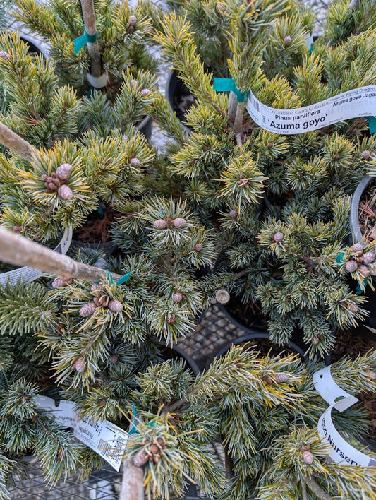 Azuma Goyo Rare Japanese White Pine, Dwarf Conifer Pre-Bonsai - Live Plant