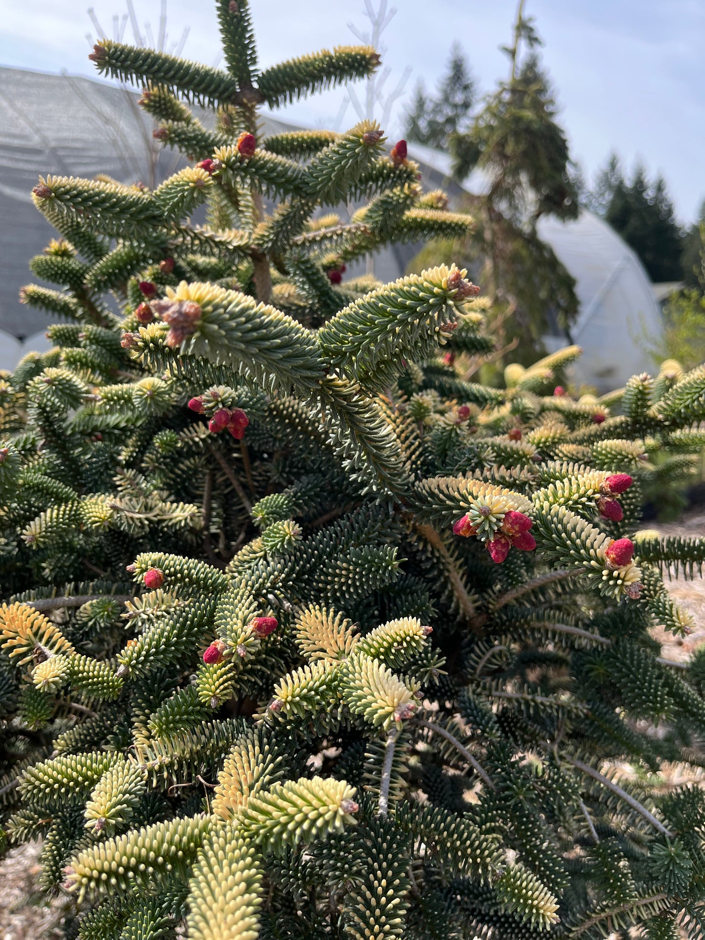 Aurea Golden Spanish Fir Abies Pinsapo, Rare Evergreen Collector Conifer - Live Plant