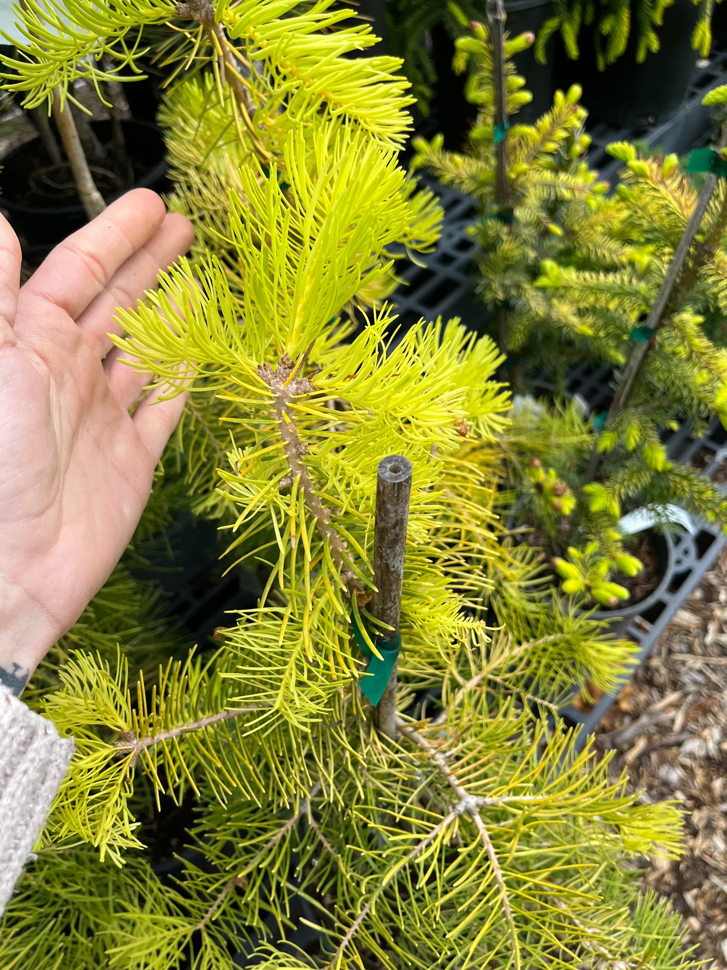 Spring Blaze Abies Concolor Rare Golden White Fir Tree - Live Plant