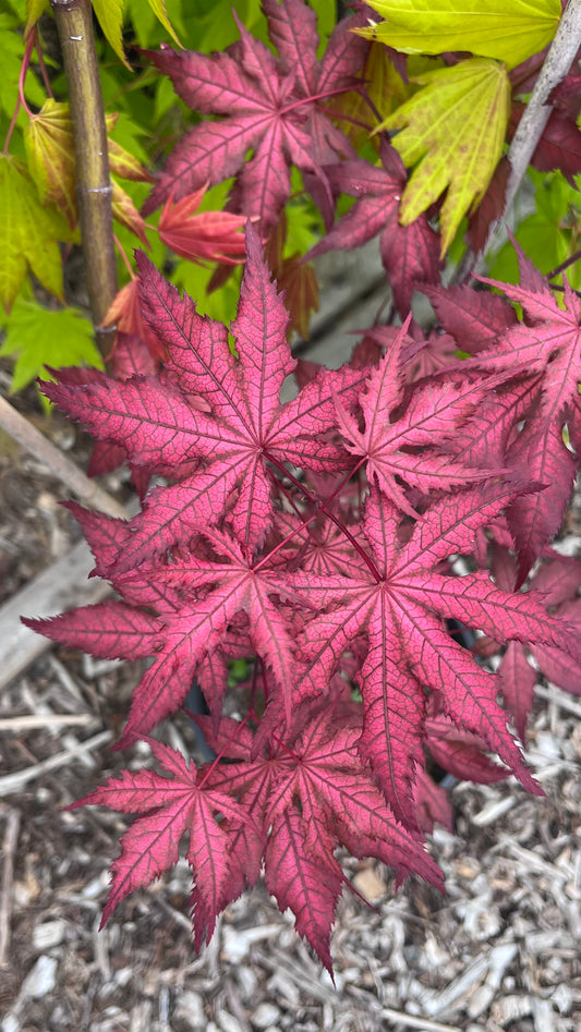Celebration Rare Pink Variegated Japanese Maple Acer Palmatum Tree - Live Plant