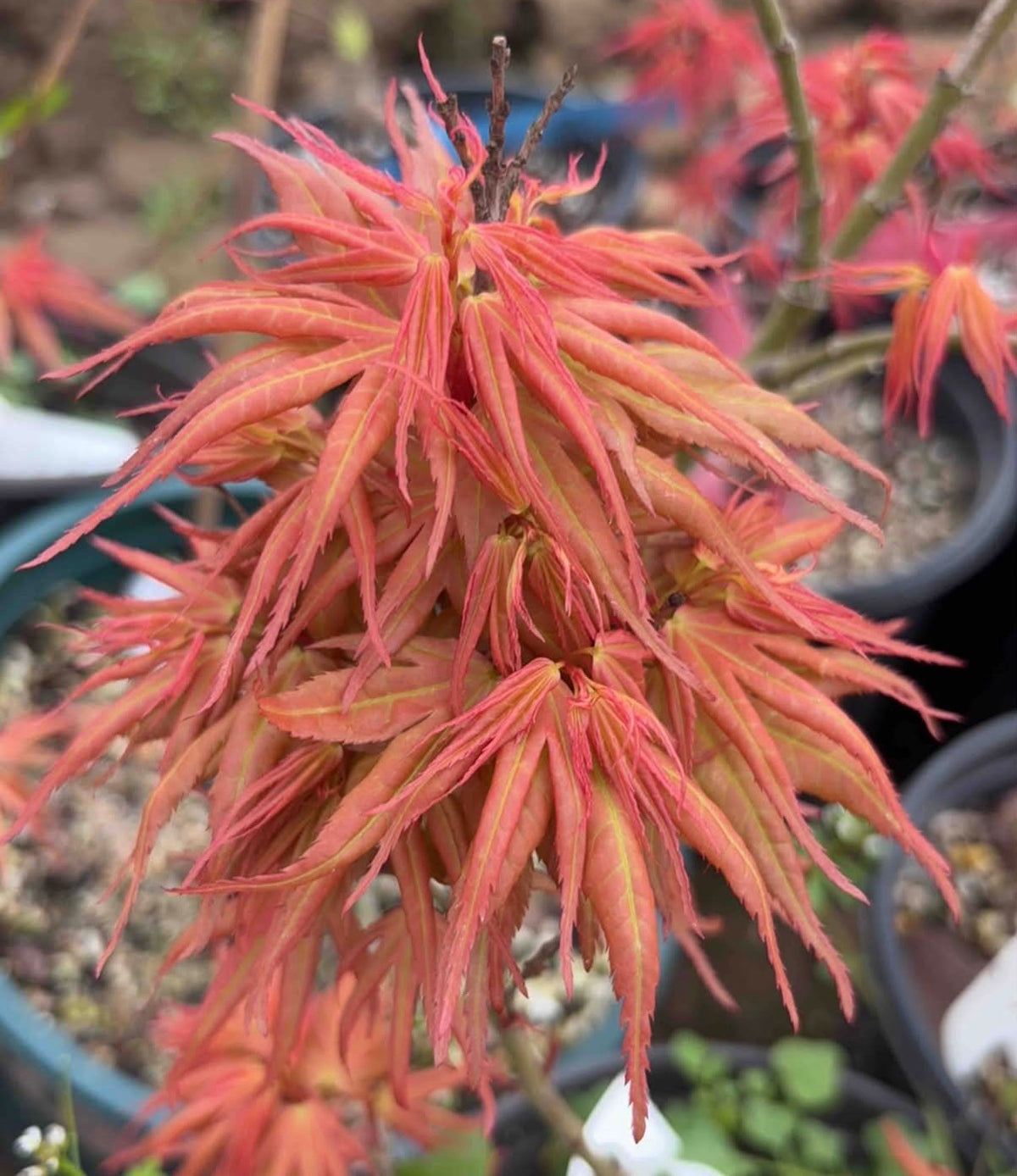 Red Mikawa RARE Japanese Maple, Mikawa Family Collection GRAFTED - Live Plant