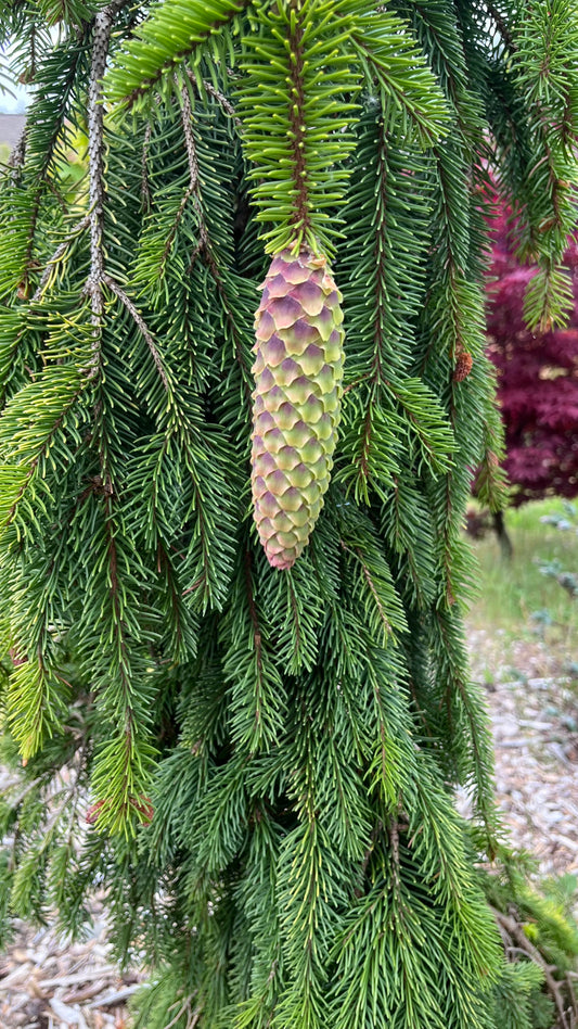 Gold Drift Weeping Norway Spruce Tree, Dwarf Golden Conifer - Live Plant