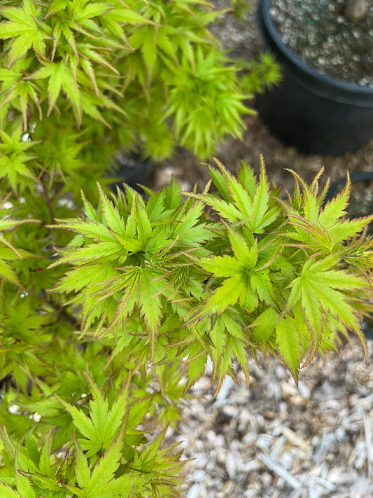 Sharp’s Pygmy, Dwarf Small Leaf Japanese Maple Tree - Live Plant