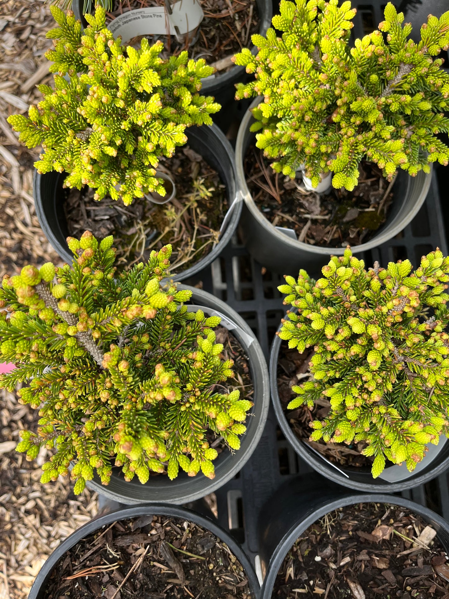 Mt. Vernon Oriental Spruce, Miniature Collector Conifer - Live Plant