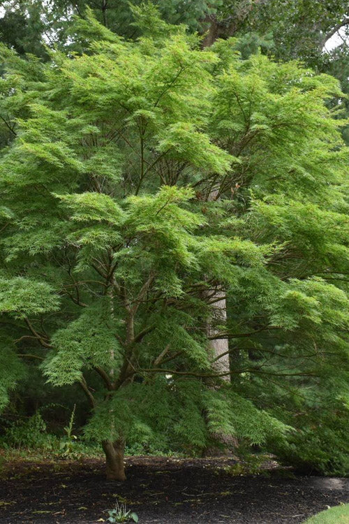 Seiryu Upright Lace Leaf Japanese Maple, Fast Growing Acer Palmatum Tree - Live Plant