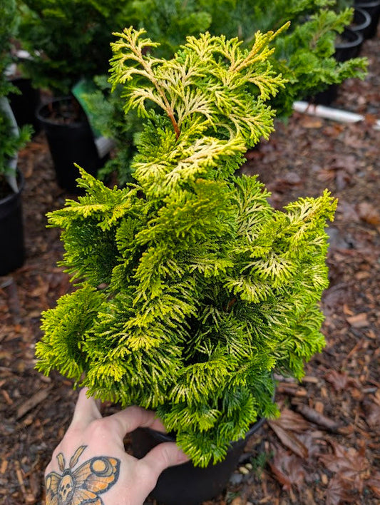 Nana Lutea Golden Hinoki Cypress, Dwarf Pre-Bonsai Conifer - Live Plant