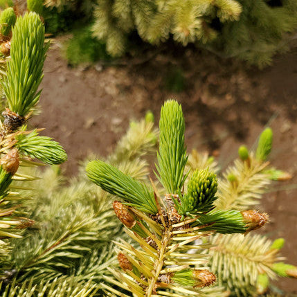 Cascade Campfire Rare Blue Spruce Tree, Dwarf Collector Conifer - Live Plant