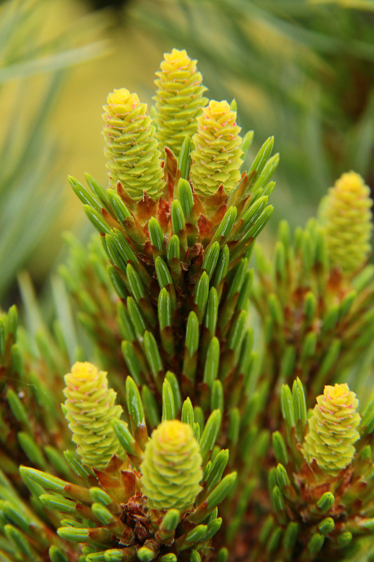 Loma Linda Dwarf Southwestern White Pine Conifer - Live Plant