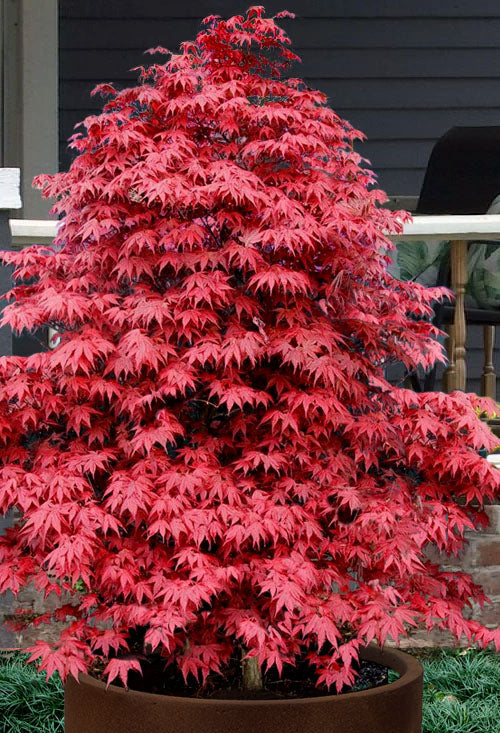 Rhode Island Red Japanese Maple, Dwarf Compact Red Acer - Live Plant
