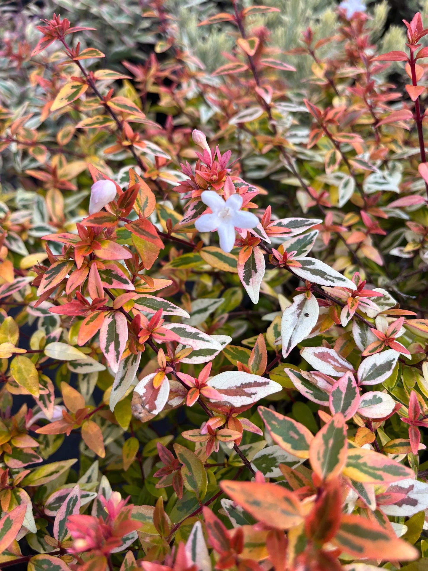 Abelia Suntastic Peach Flowering Shrub, Variegated Golden Foliage - Live Plant