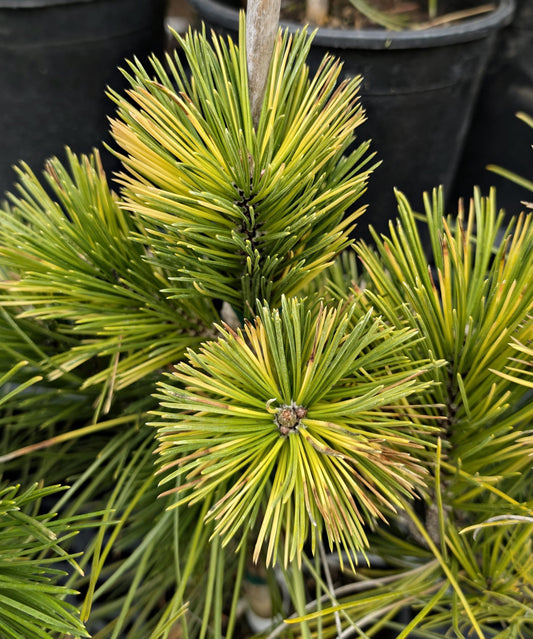 Gold Splash Bosnian Pine, Very Rare Variegated Pinus Leucodermis - Live Plant